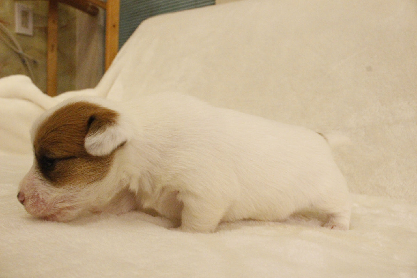 ブランベビー③ 女の子