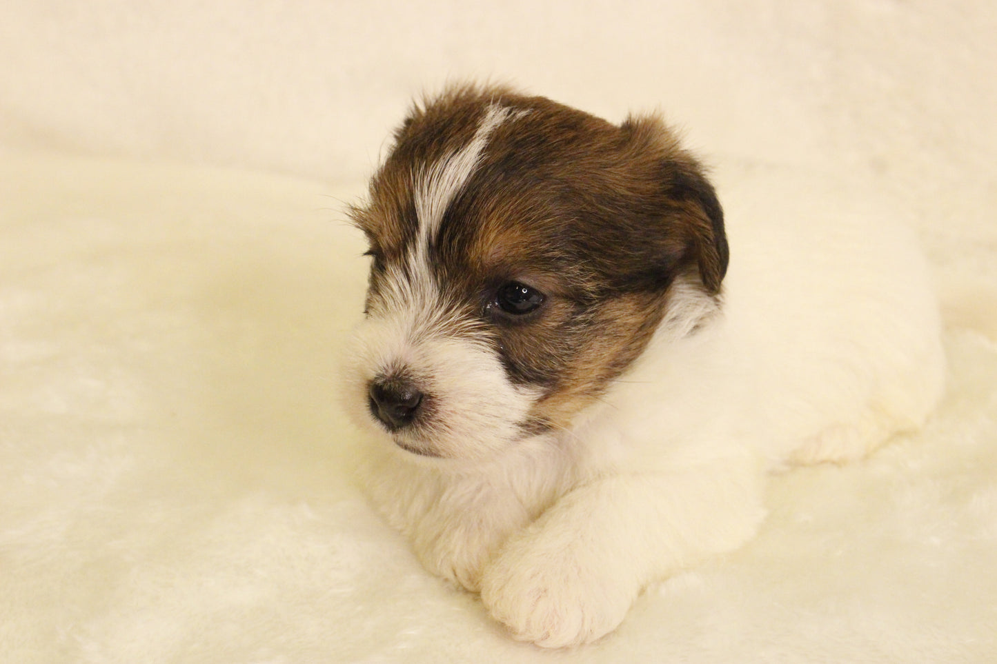 ミルベビー③ 女の子