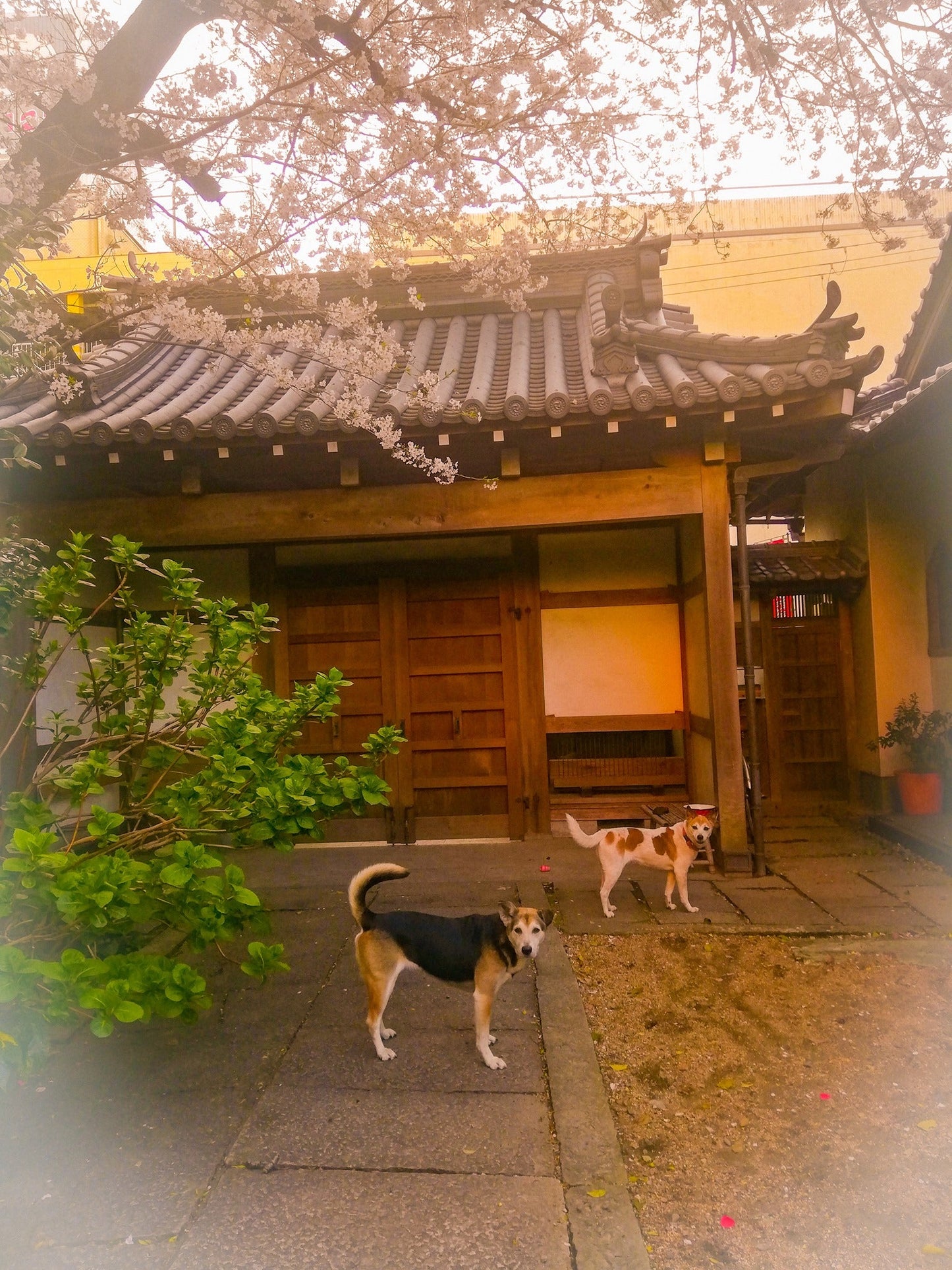 お寺ダイニング観音寺