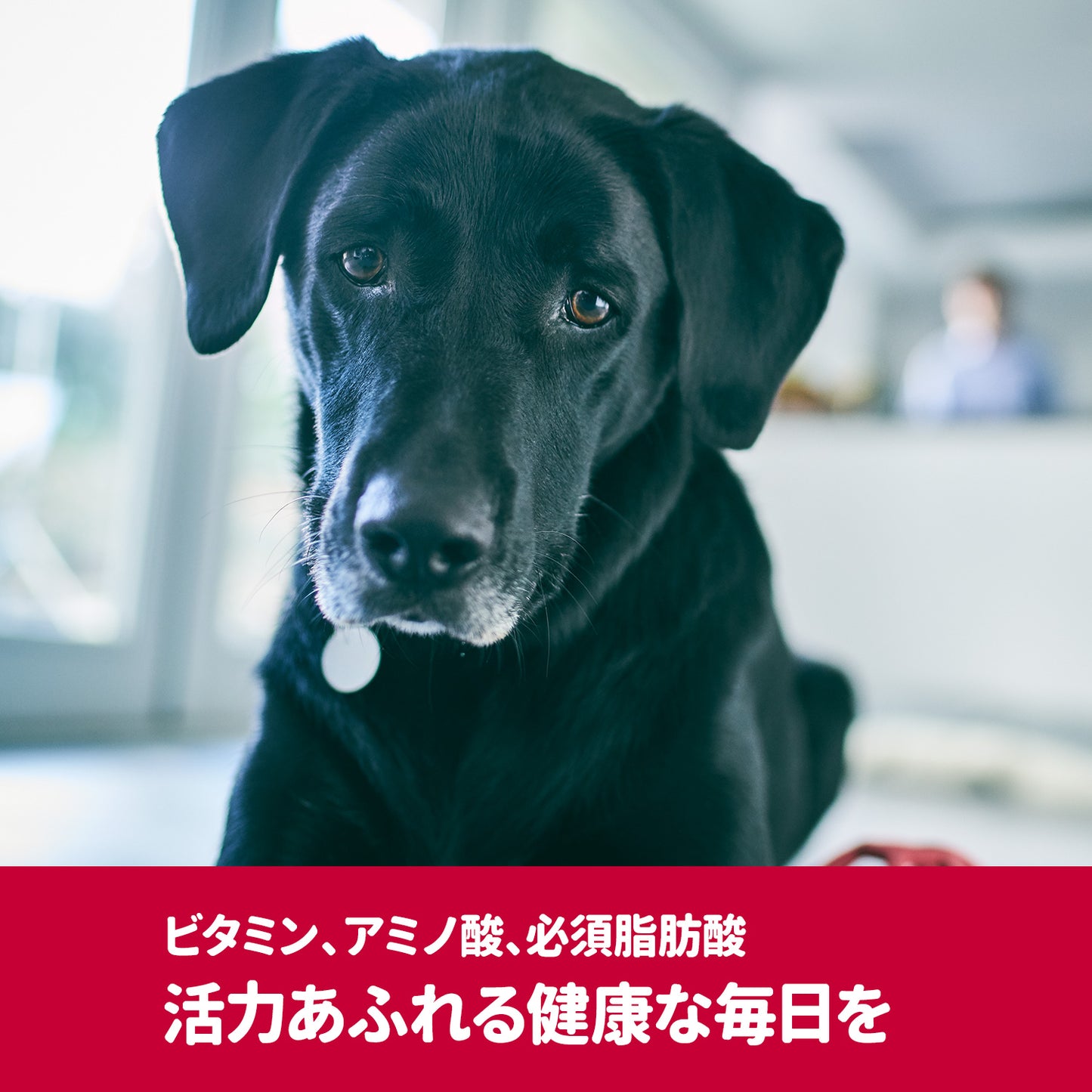 [日本ヒルズ] サイエンス・ダイエットプロ 犬用 健康ガード 活力 小粒 1～6歳 1.6kg