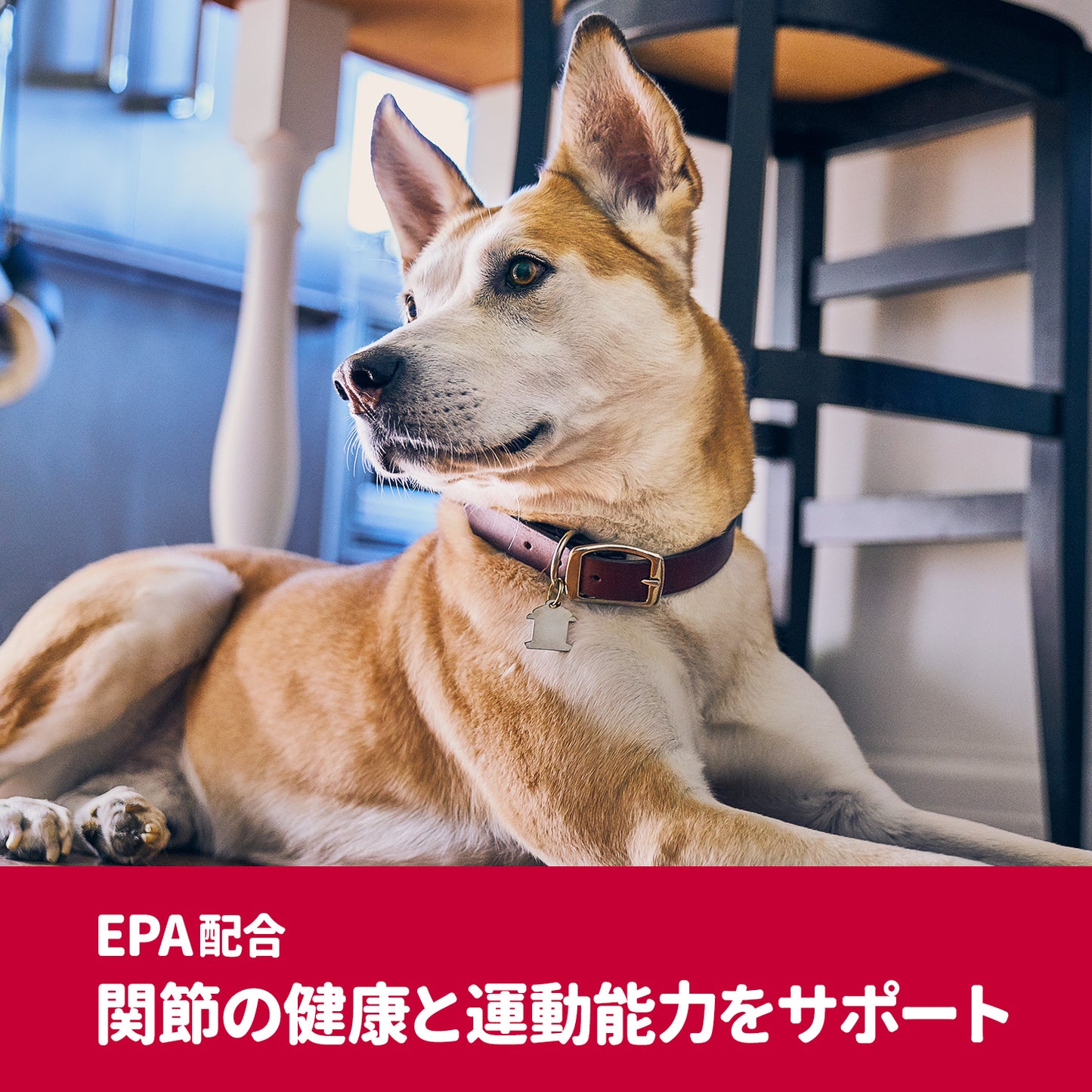 [日本ヒルズ] サイエンス・ダイエットプロ 犬用 健康ガード 関節 小粒 7歳～ 1.6kg