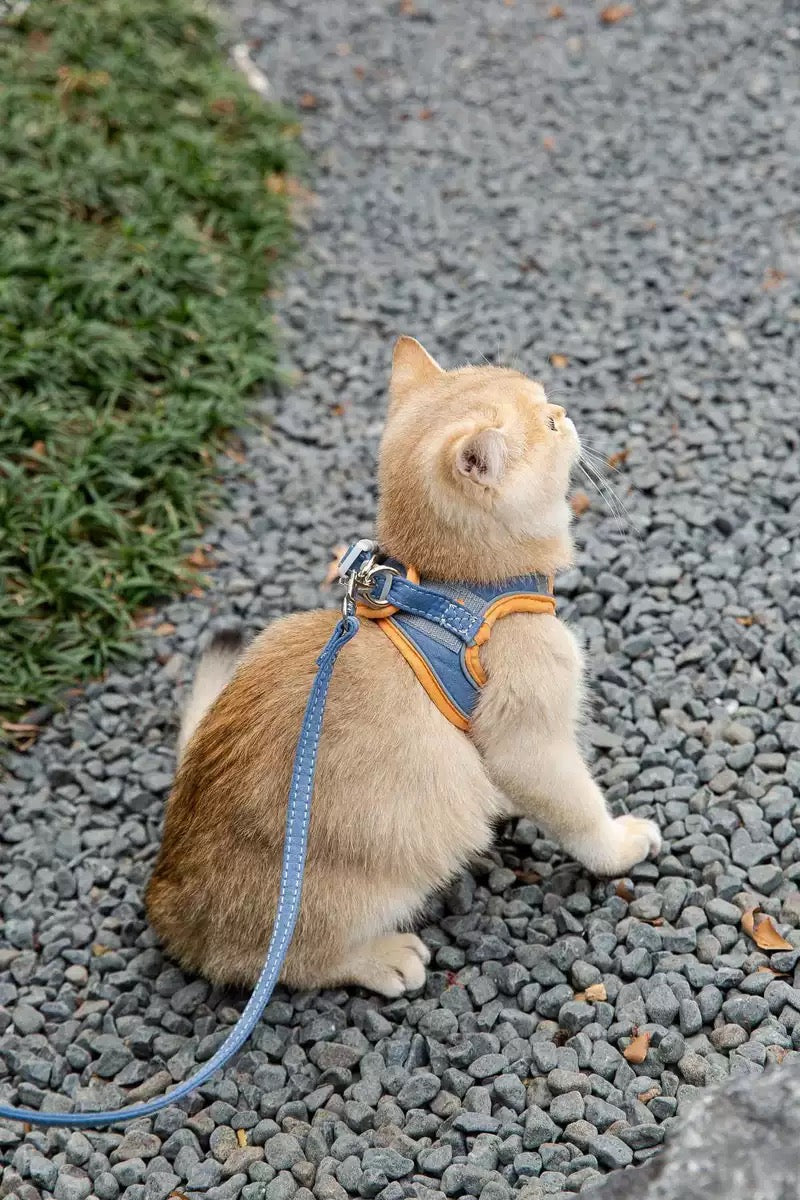 犬猫兼用お出かけ用ハーネスcool blue &orange