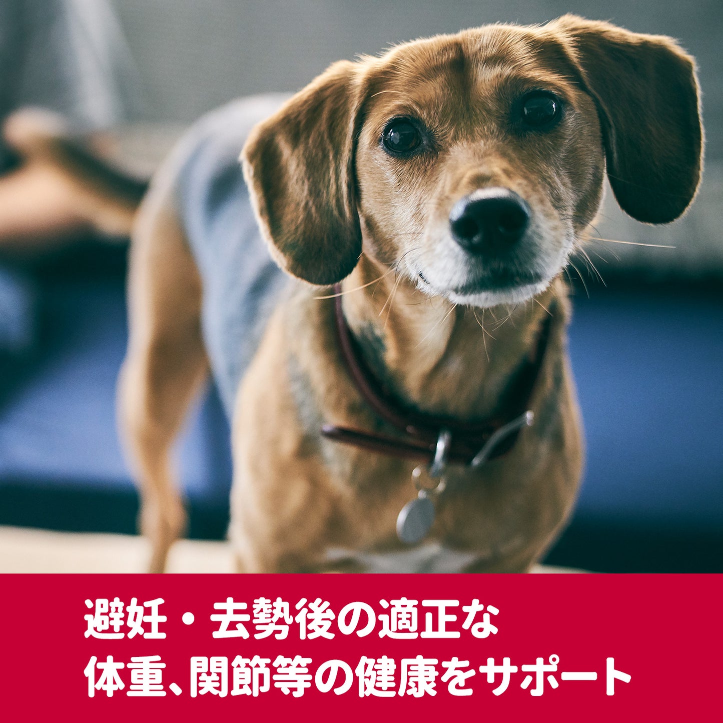 [日本ヒルズ] サイエンス・ダイエットプロ 小型犬用 健康ガード 避妊・去勢