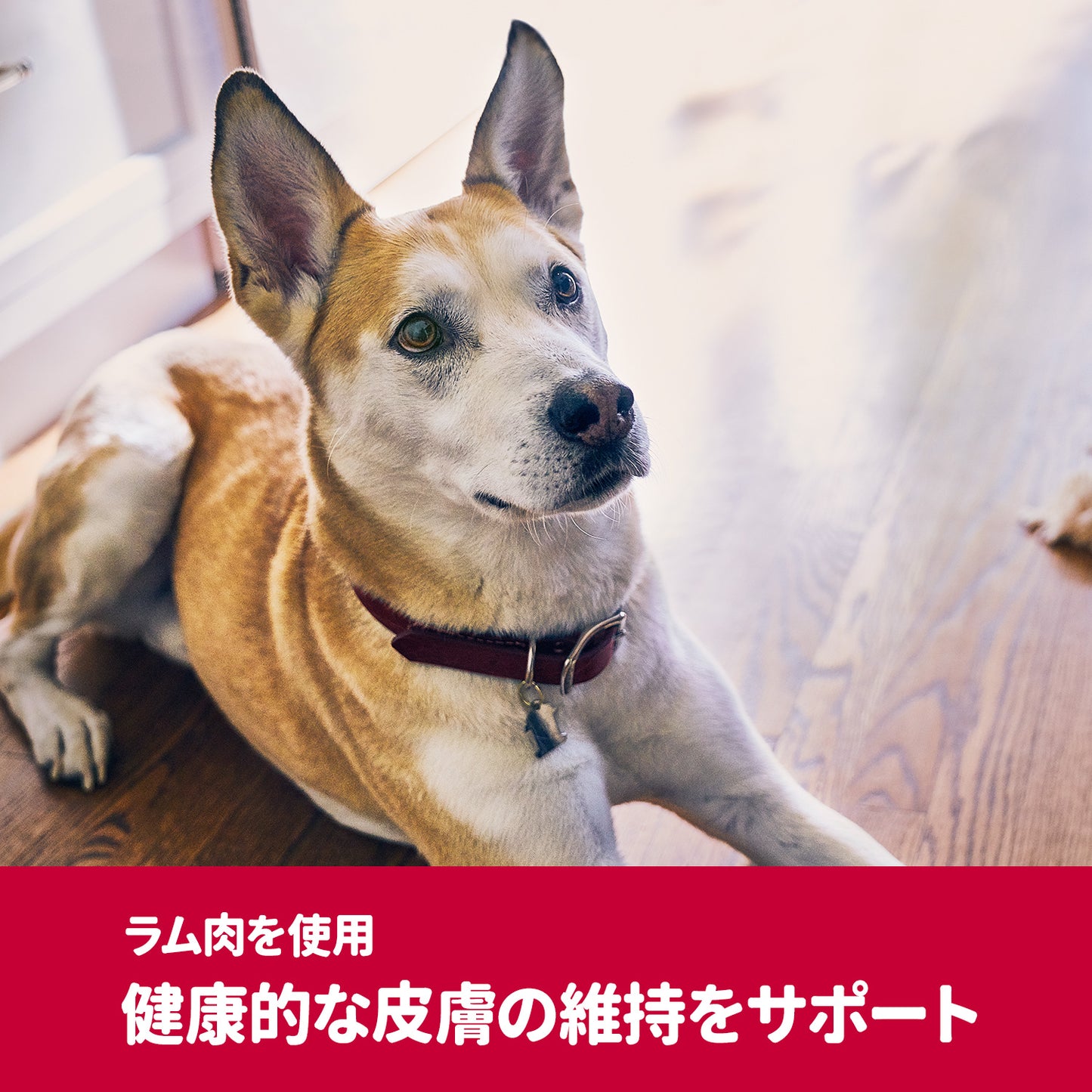 [日本ヒルズ] サイエンス・ダイエットプロ 犬用 健康ガード 皮膚 小粒 1～6歳 1.6kg