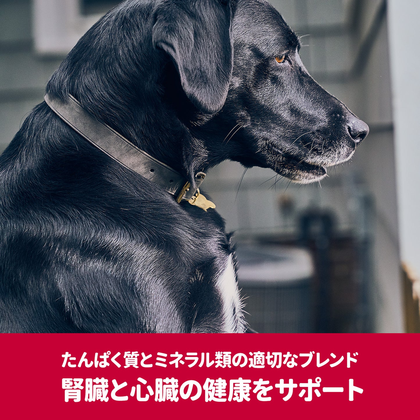 [日本ヒルズ] サイエンス・ダイエットプロ 犬用 健康ガード 腎臓・心臓 小粒 7歳～ 3.3kg