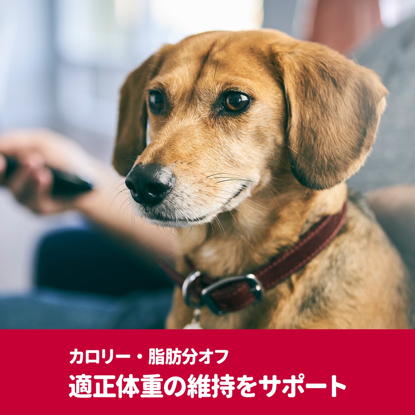 [日本ヒルズ] サイエンス・ダイエットプロ 犬用 健康ガード 体重管理 小粒 1～6歳 3.3kg